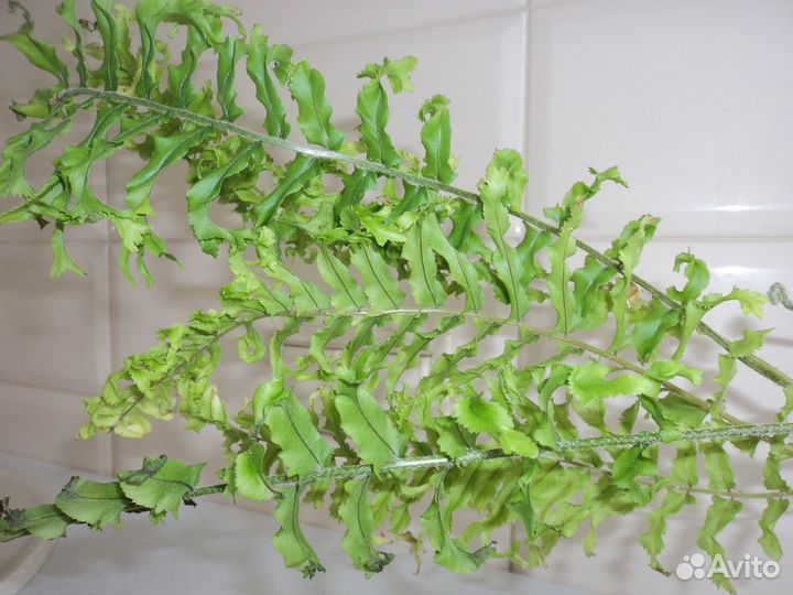 Комнатные растения цветы