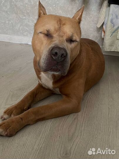 Найдена собака