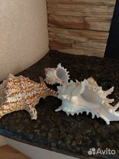 Морские ракушки раковины