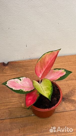 Анлаонема комутатум старс спифаер