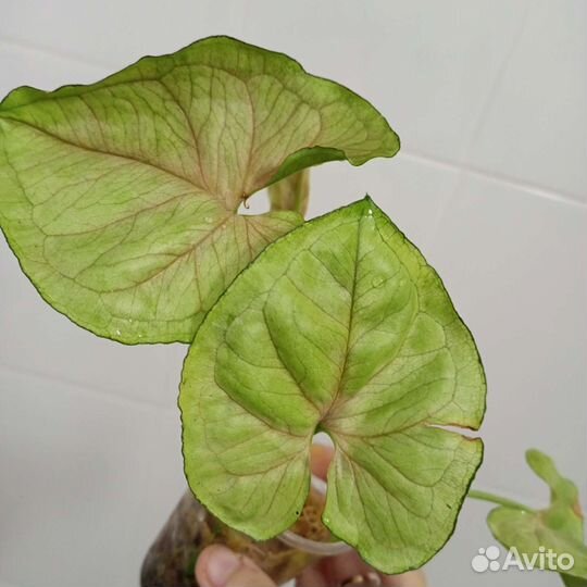 Сингониумы 10сортов