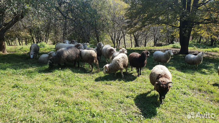 Овцематки на развод (не на мясо)