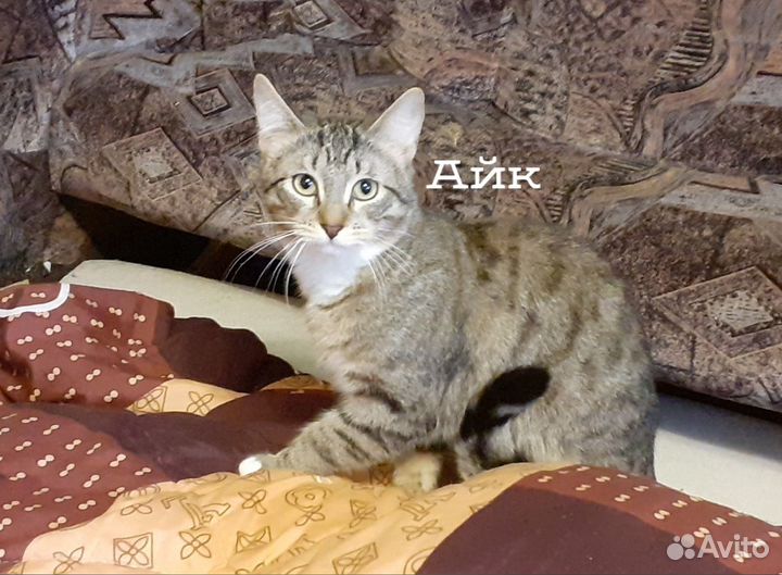 Айк - ласковый котик-шпротик