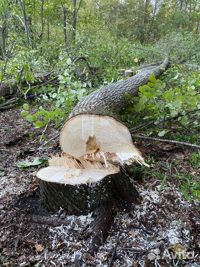 Кругляк липа