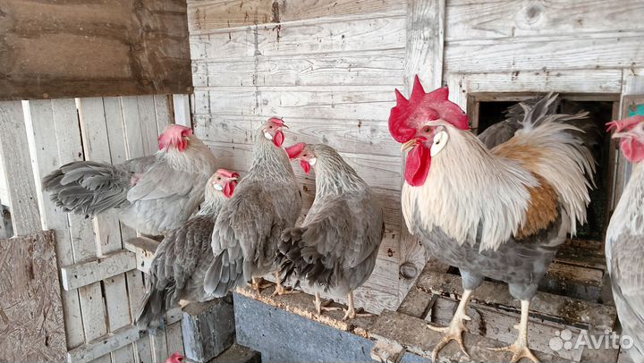 Куры Леггорн Изобель