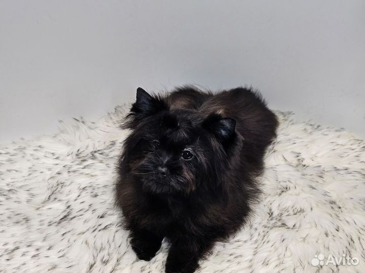 Щенки бивер йорка