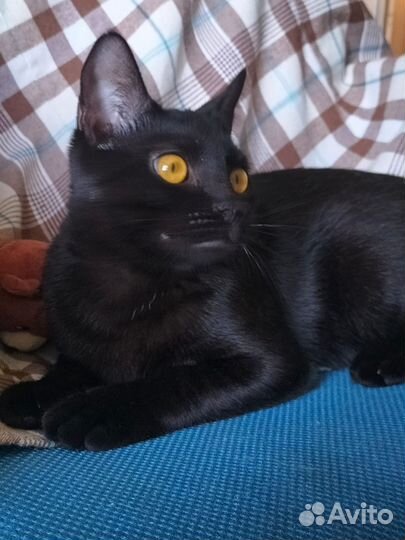Черный котенок девочка
