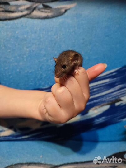 Крыса домашняя