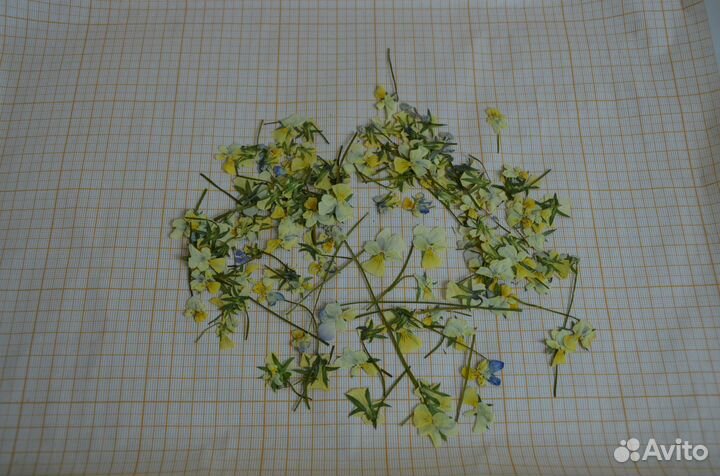 Сухоцветы для творчества, плоские