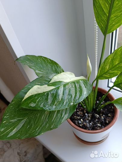 Спатифиллум с горшком бронь