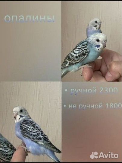 Волнистый попугай