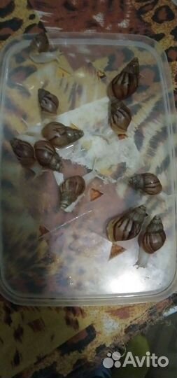 Улитки ахатины