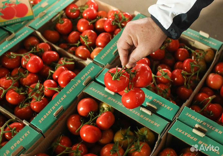 Подработка с ежедневной оплатой/сортировка помидор