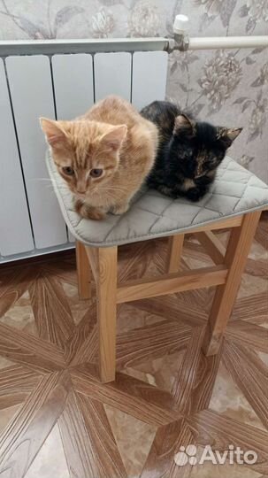 Кошки