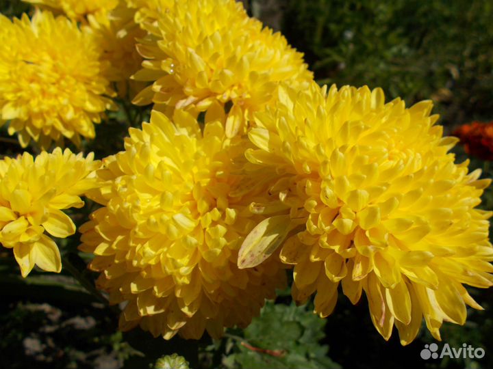 Хризантема