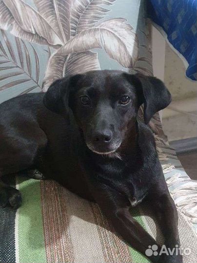 Кукла в поисках дома