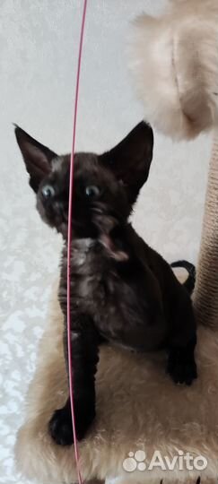 Котик Девон-рекс