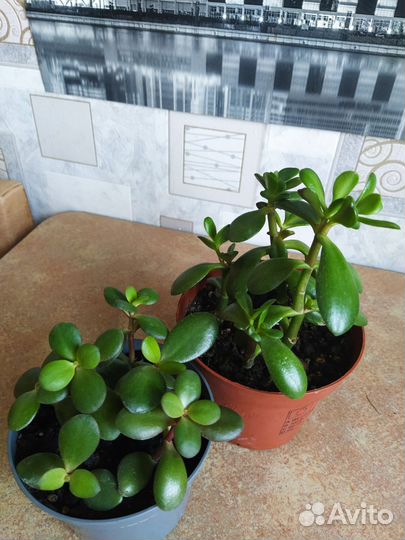 Фикус Бенжамин, Толстянка