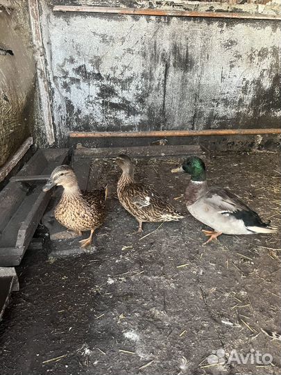 Подсадные утки