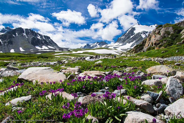 Тур на Алтай на цветение маральника, 5 дней
