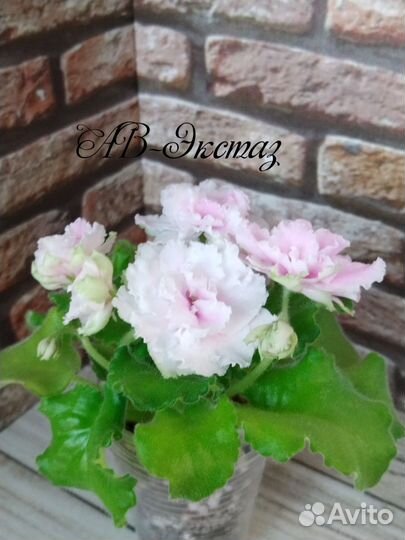 Фиалки стартеры