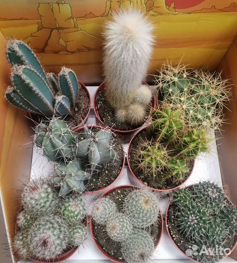 Кактусы и суккуленты