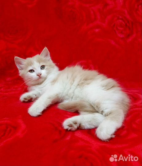 Котёнок ищет дом