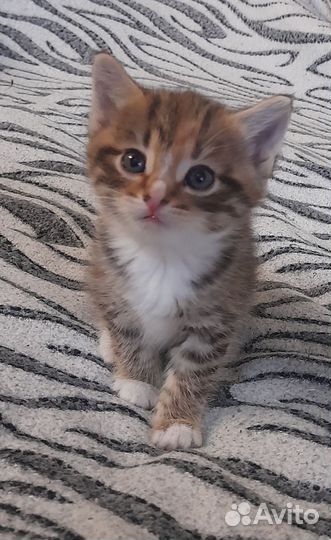 Отдам котят