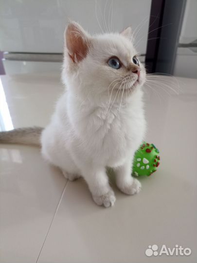 Шотландская короткошерстная