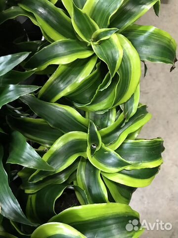 Драцена, Пальмы, Банан, Стрелиция