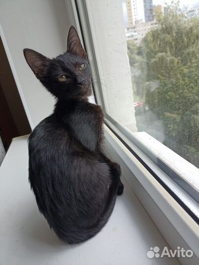 Отдам в дар котёнка