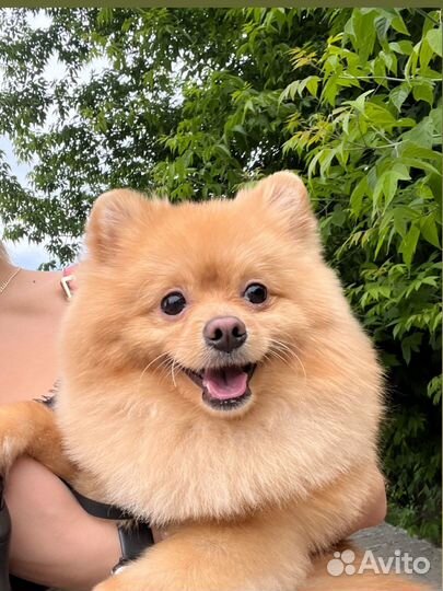 Померанский шпиц