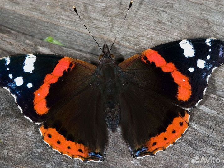 Живые Тропические Бабочки Подари Частичку Лета т88