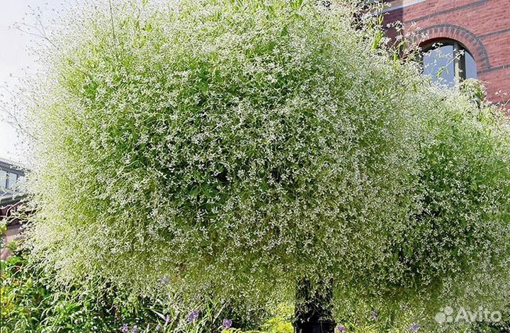 Эуфорбия опт, розница