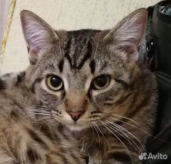 Отдам кота, бенгал, кастрат