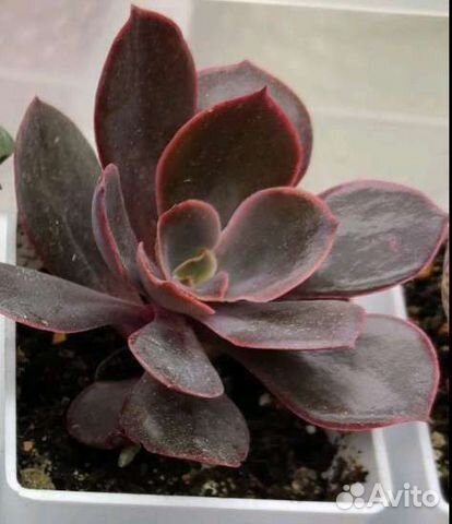 Эчеверия Файер бол