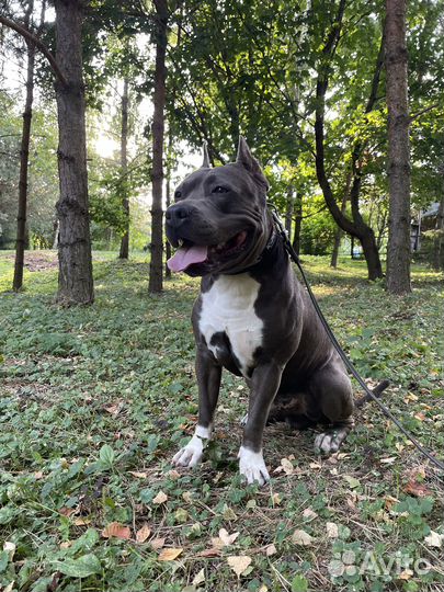 Американский стаффордширский терьер амстафф