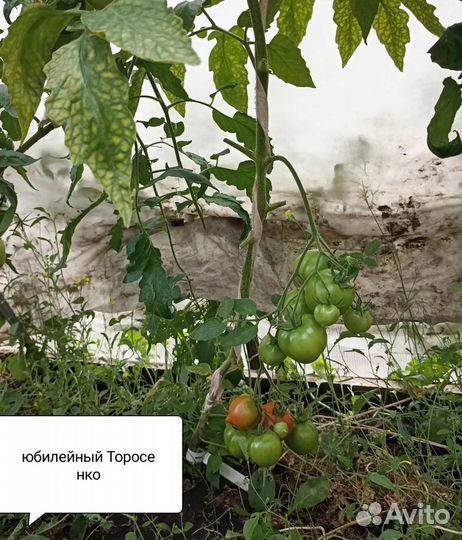 Семена помидор