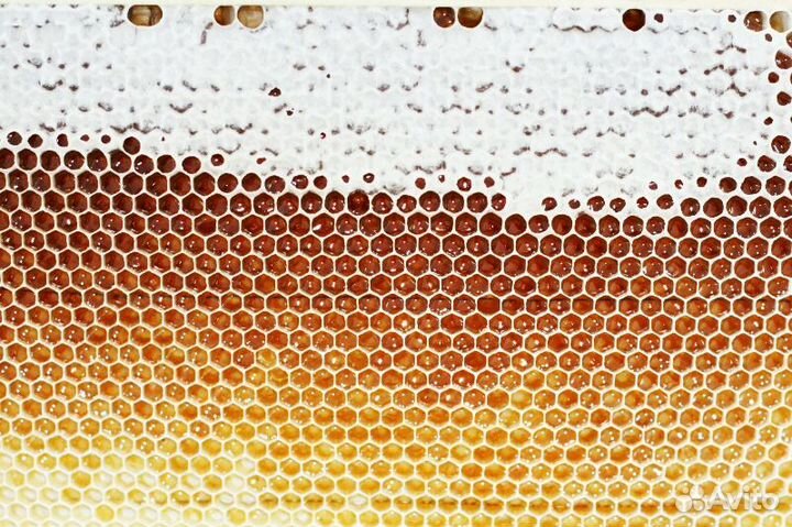 Алтайский мед. своя пасека