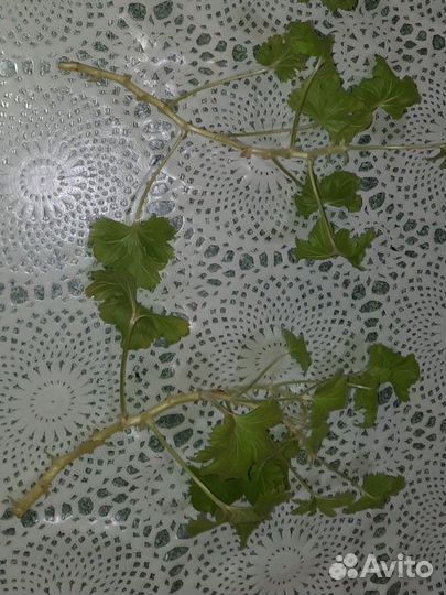 Герань пеларгония королевская