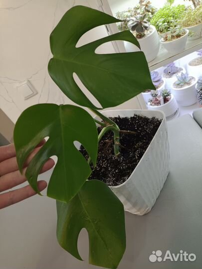 Монстера деликатесная