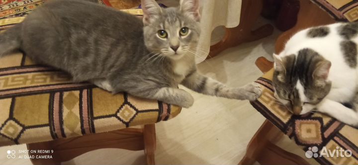 Котик 5 мес