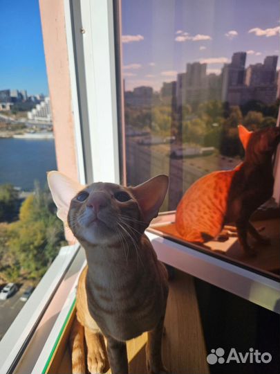 Ориентальный кот вязка