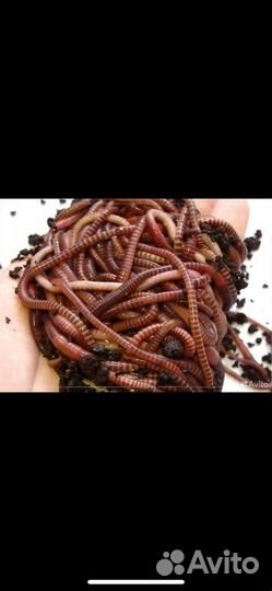 Черви для рыбалки