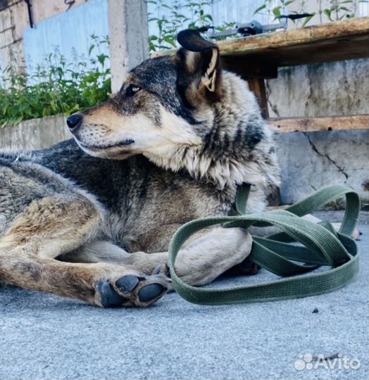 Собака в добрые руки