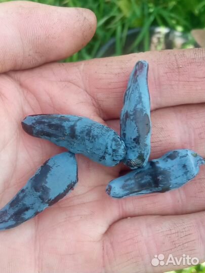 Чеснок озимый старинный сорт из Сибири