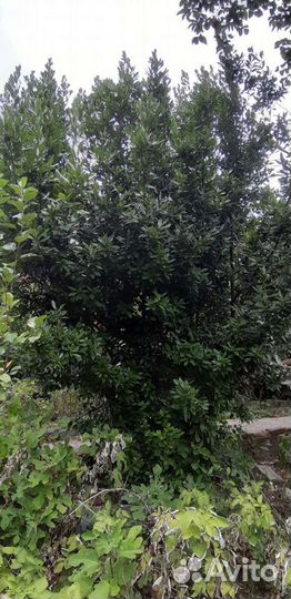 Лавровый лист