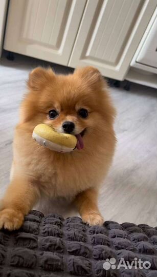 Шпиц вязка девочка