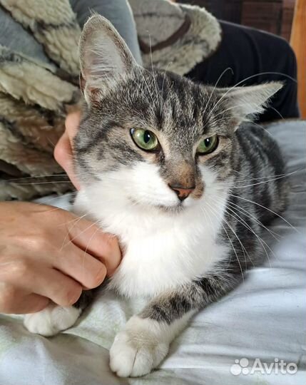 Кот ищет дом