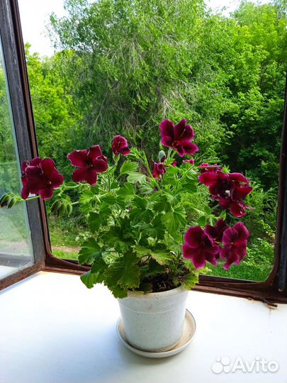 Королевская пеларгония